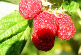 framboise