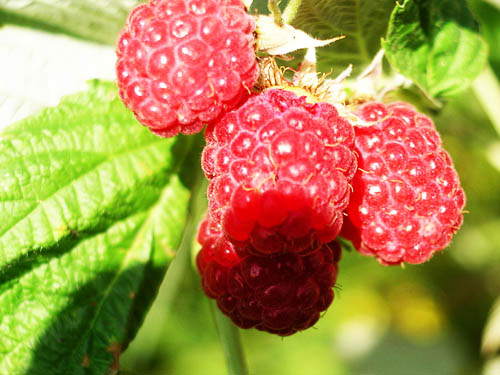 framboise