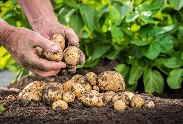 Récolter des pommes de terre