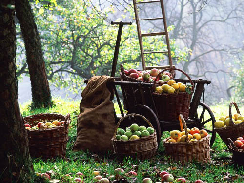 récolte de pommes