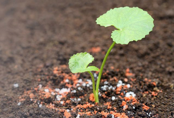 Nutrition des plantes de potasse