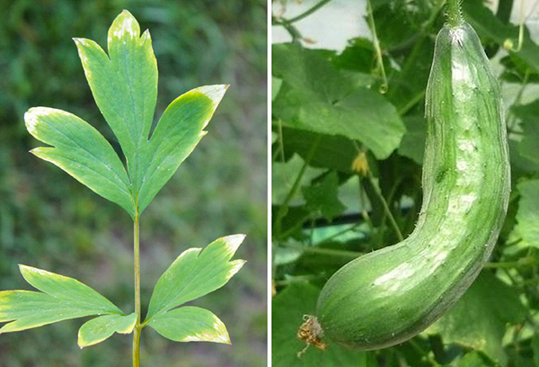 Signes de carence en potassium chez les plantes