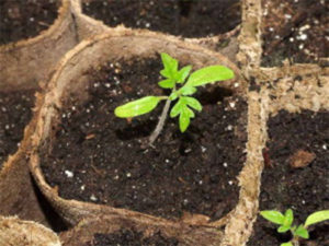 Fertilisation avec des plants d'urée