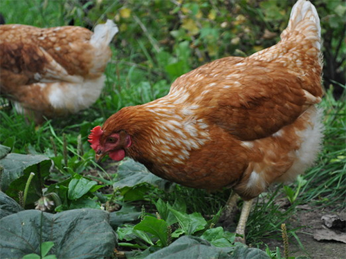 Application de fumier de poulet comme engrais