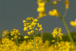 Jaune moutarde