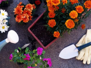 Fertiliser des fleurs en pots avec du thé