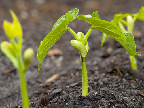 Engrais Gumi pour semis plantés dans le sol