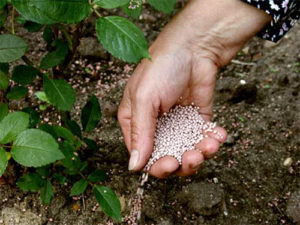 Fertiliser les plantes avec de l'urée