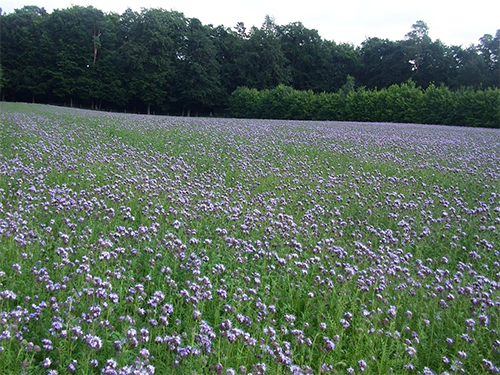 Phacélie dans les champs comme de l'engrais vert