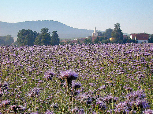 Phacélie comme siderat