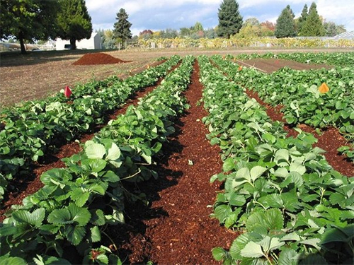 Sciure pour la fertilisation des fraises