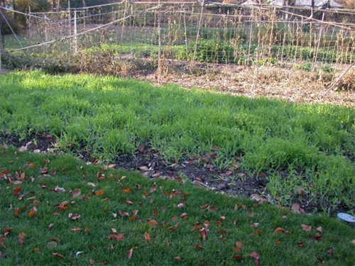 Engrais vert d'automne dans les lits