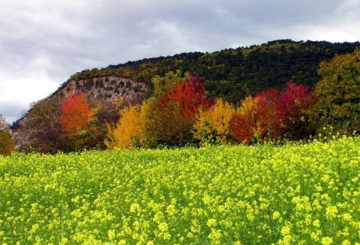 Semer de l'engrais vert à l'automne avant l'hiver