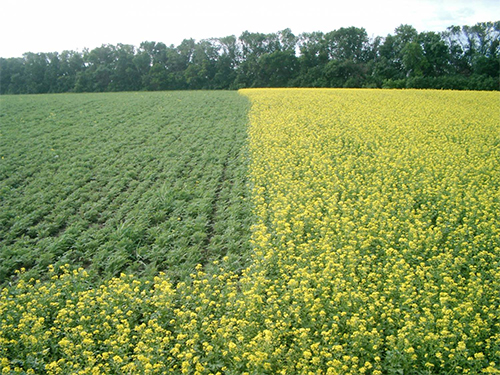 Différents types d'engrais vert pour différentes plantes dans un même champ