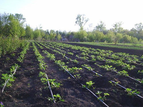 Application Kristalon avec irrigation goutte à goutte