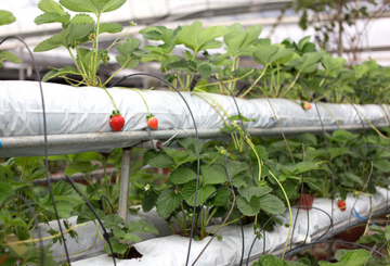 fraises en culture hydroponique