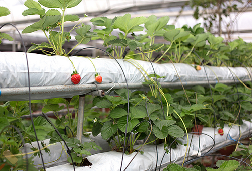 fraises en culture hydroponique