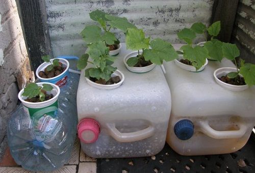 concombres cultivés en culture hydroponique