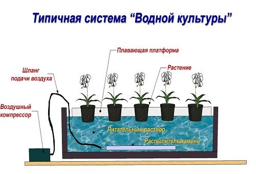 La conception de la plante hydroponique la plus simple