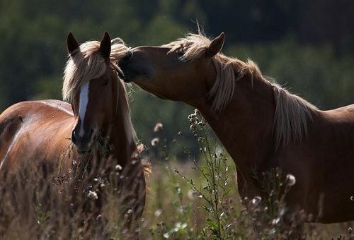 chevaux sur le terrain