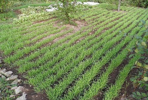 pousses de lupin cultivées