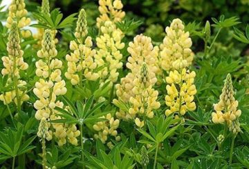 lupin jaune