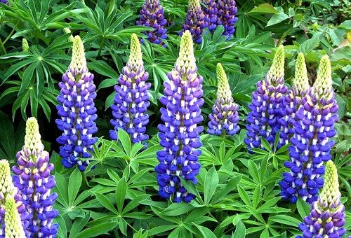 lupin lilas