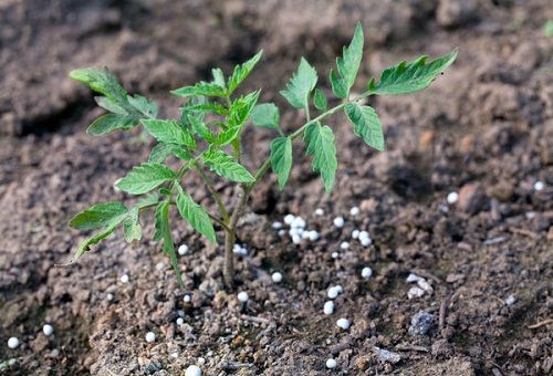 nourrir les tomates