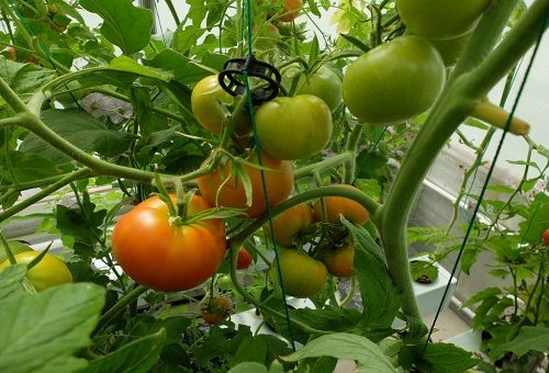 faire pousser des tomates en culture hydroponique