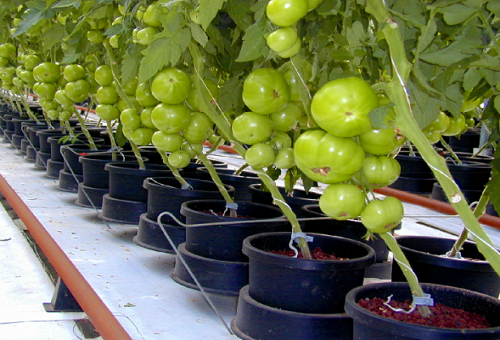 tomates vertes