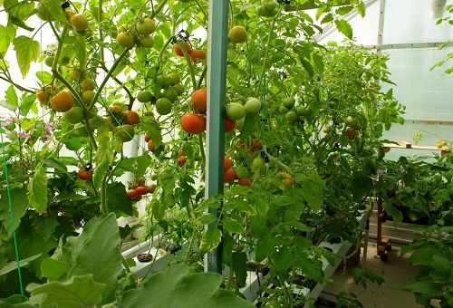 faire pousser des tomates en culture hydroponique