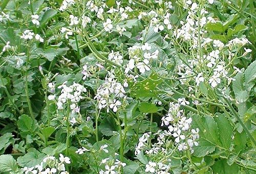 radis à fleurs