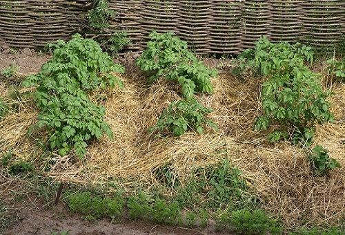 faire pousser des pommes de terre dans le sol