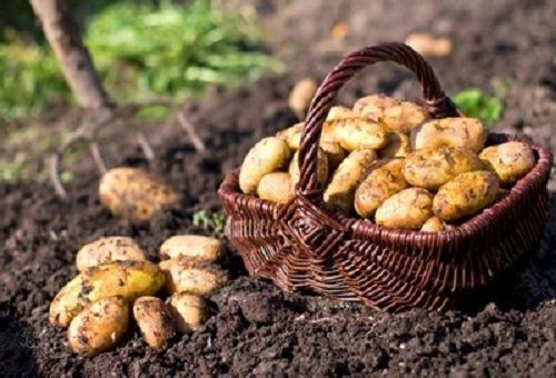 pommes de terre dans un panier