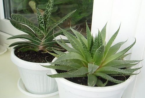 aloe