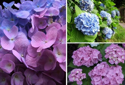 hortensia