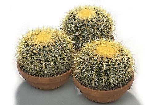 trois cactus