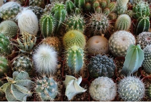 cactus de différents types