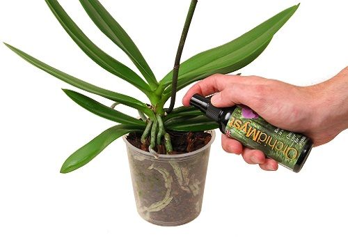 orchidées fertilisantes