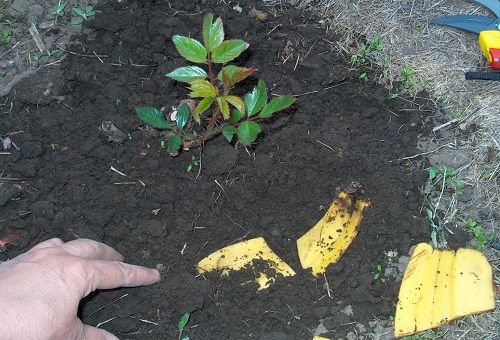 creuser des peaux de banane dans le sol