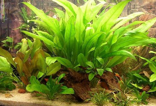 plante d'aquarium