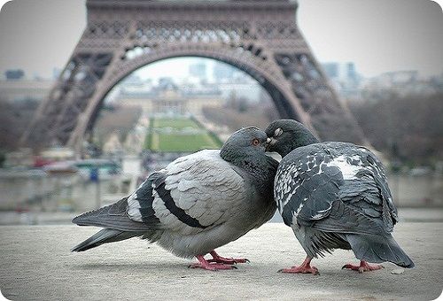 pigeons