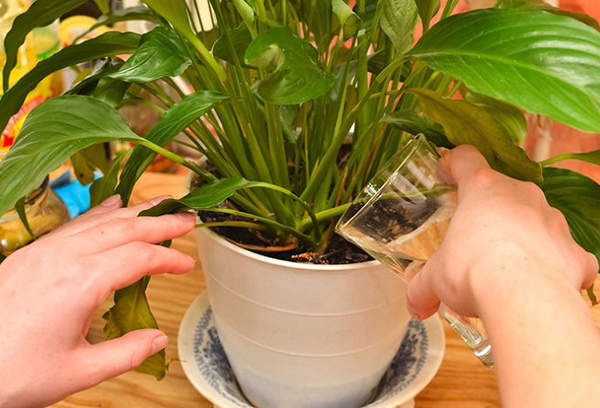 Arroser une plante d'intérieur