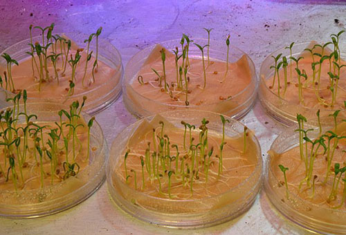 Germination des graines dans une solution de lombricompost