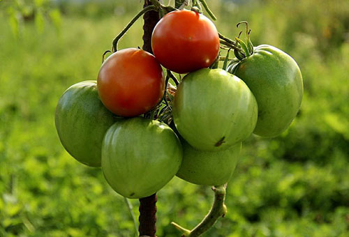 La maturation des tomates