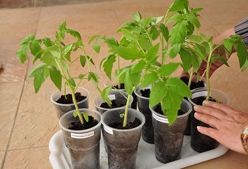 Fertiliser les plants avec de l'iode