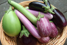 Fruits de différents types d'aubergines