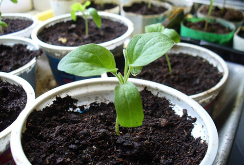 Unga aubergineplantor