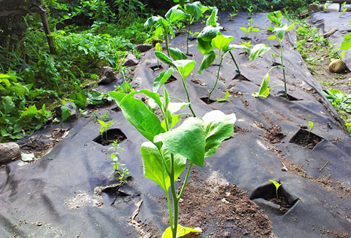 Aubergine plantée