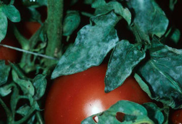 Oïdium sur les tomates